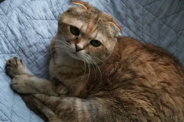 My cat, Coco